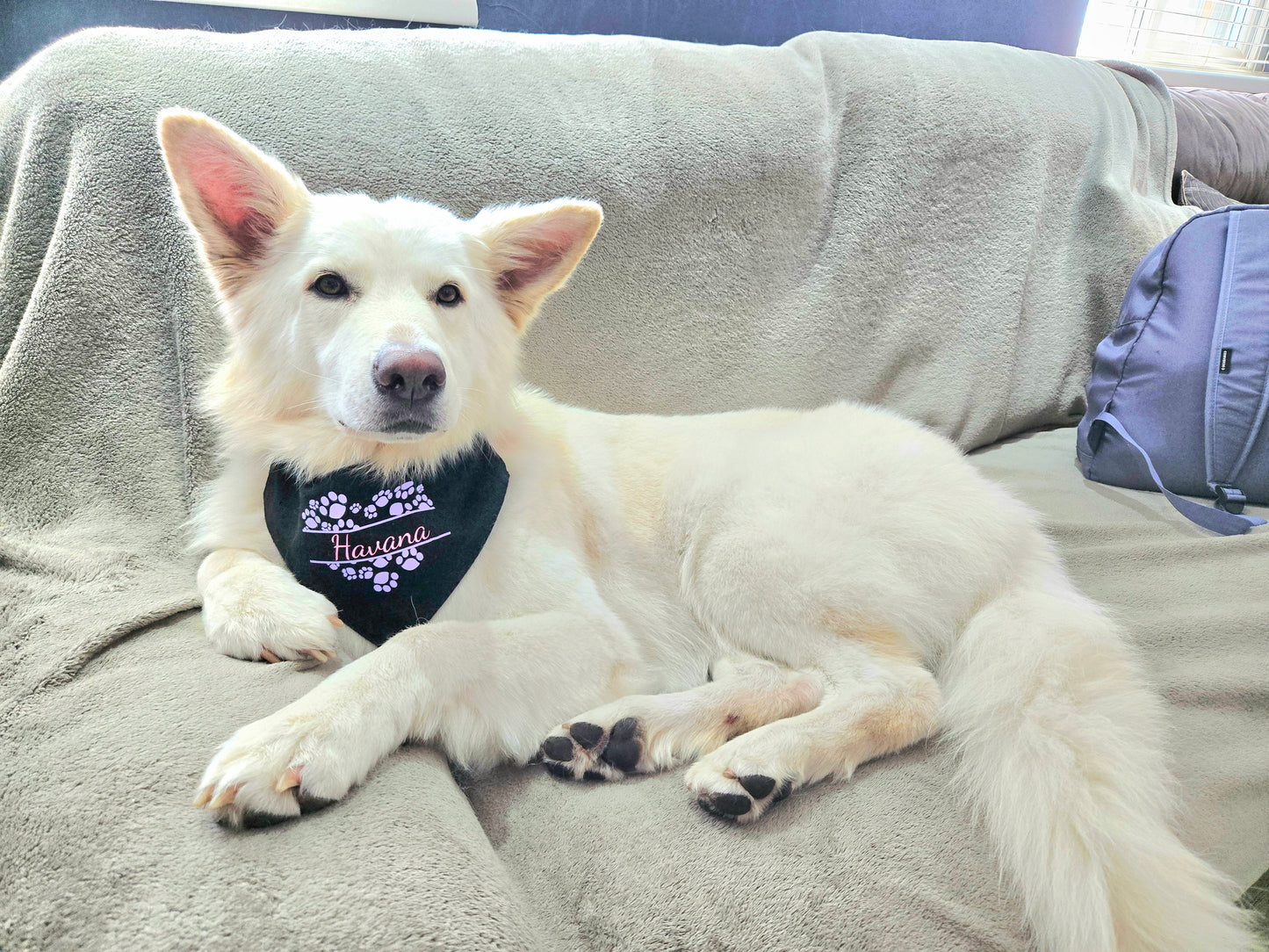 Bandana(s) For Pet(s)-Black-Personalised