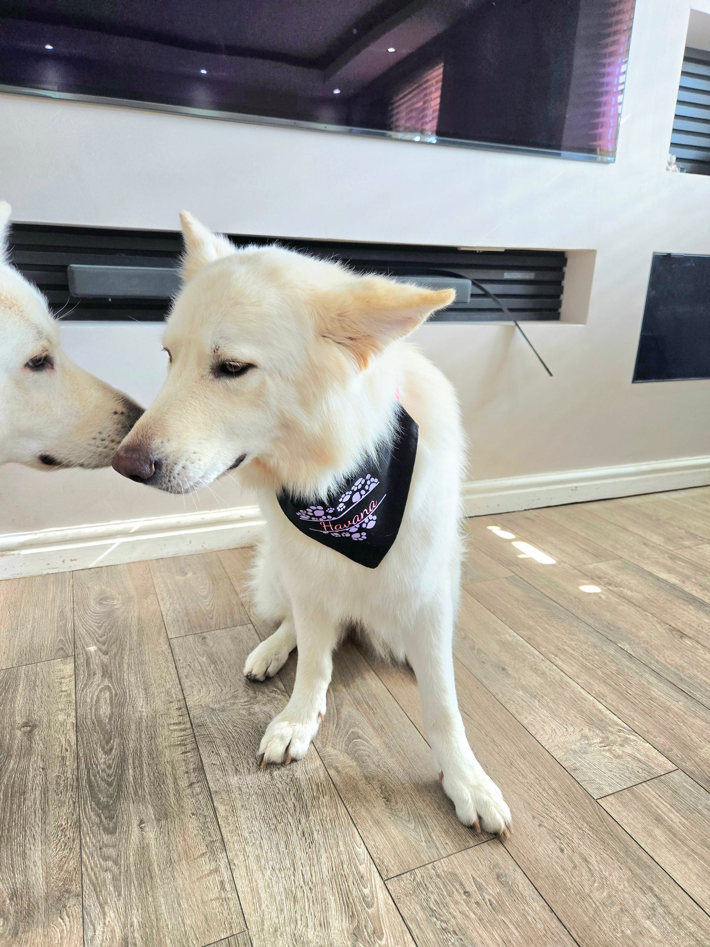 Bandana(s) For Pet(s)-Black-Personalised